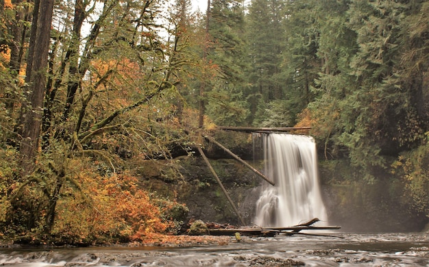 Beyond the Brochure: Unveiling Hidden Gems in US National Forests