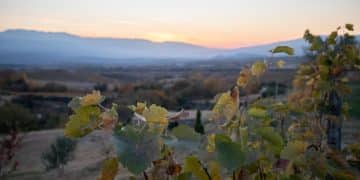 America's Wine Regions: Your 2025 Guide to Vineyard Tours - Cover Image