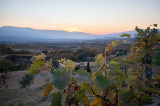 America’s Wine Regions: Your 2025 Guide to Vineyard Tours