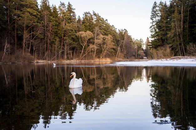 A serene lake surrounded by dense forest in northern Minnesota. A pair of trumpeter swans glide across the water, and various waterfowl are visible in the background.