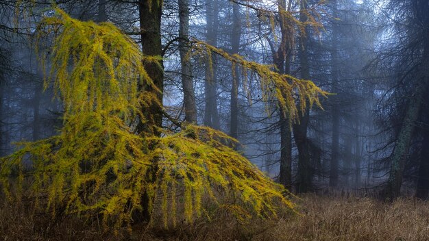 A long exposure shot of a misty, moss-covered forest in Olympic National Park, with towering Douglas fir trees and soft light filtering through the canopy, conveying a sense of enchantment.