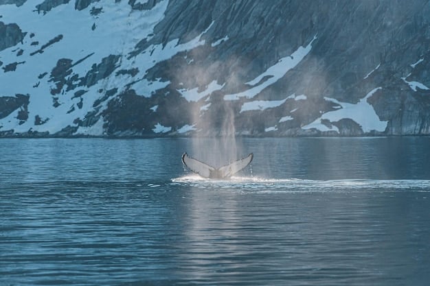 A close-up shot of a humpback whale breaching the surface of the water in Alaska, with snow-capped mountains in the background.